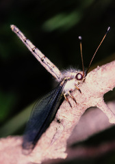 Ascaloptynx appendiculata
