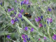 Bombus bellicosus