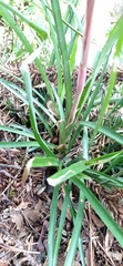 Billbergia distachia