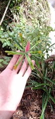 Billbergia distachia