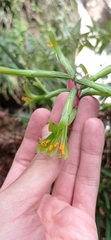 Billbergia distachia