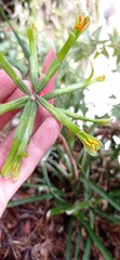 Billbergia distachia