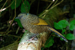 Trochalopteron subunicolor