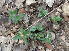 Teucrium scorodonia