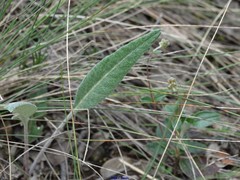 Leuzea conifera
