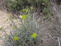 Euphorbia serrata
