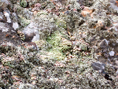 Conophytum truncatum