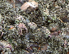 Conophytum truncatum