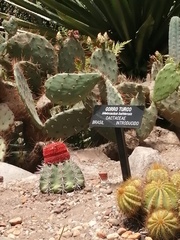 Melocactus bahiensis