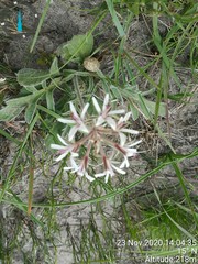Pelargonium auritum carneum