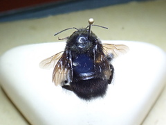 Cullumanobombus