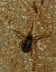 Crustulina scabripes