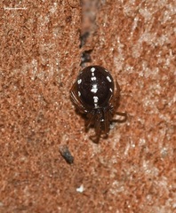 Crustulina scabripes
