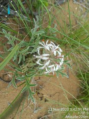 Pelargonium auritum carneum