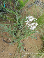 Pelargonium auritum carneum
