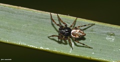Cyclosa sierrae