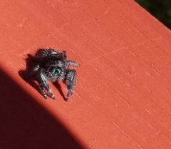 Phidippus audax