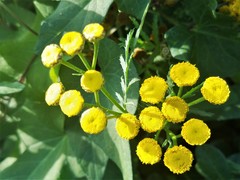 Tanacetum vulgare