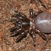 Cork-lid Trapdoor Spiders - Photo (c) fotis-samaritakis, some rights reserved (CC BY-NC), uploaded by fotis-samaritakis