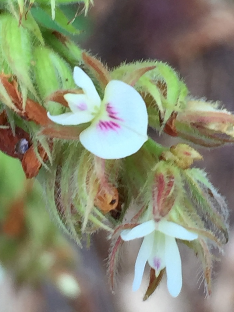 hairy lespedeza
