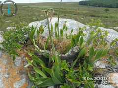 Cyrtanthus obliquus