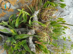 Cyrtanthus obliquus