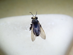 Exomalopsis