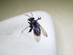 Exomalopsis