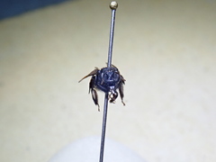 Exomalopsis