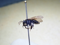Exomalopsis