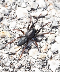 Drassyllus