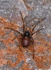 Enoplognatha diversa