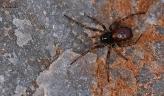 Enoplognatha diversa