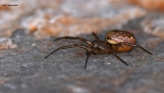Enoplognatha diversa