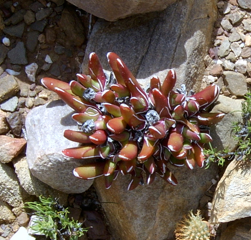 Glottiphyllum peersii (Glottiphyllum peersii)