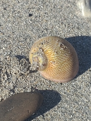 Naticarius stercusmuscarum