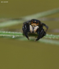 Euophrys herbigrada