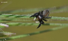 Euophrys herbigrada