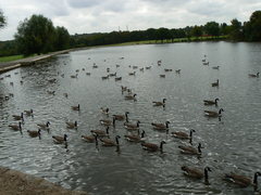 Branta canadensis