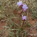 Cyanotis speciosa - Photo (c) gandrews,  זכויות יוצרים חלקיות (CC BY-NC)