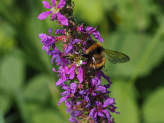 Bombus sporadicus