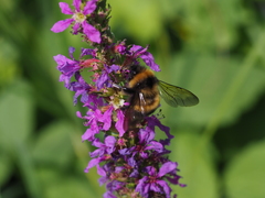 Bombus sporadicus