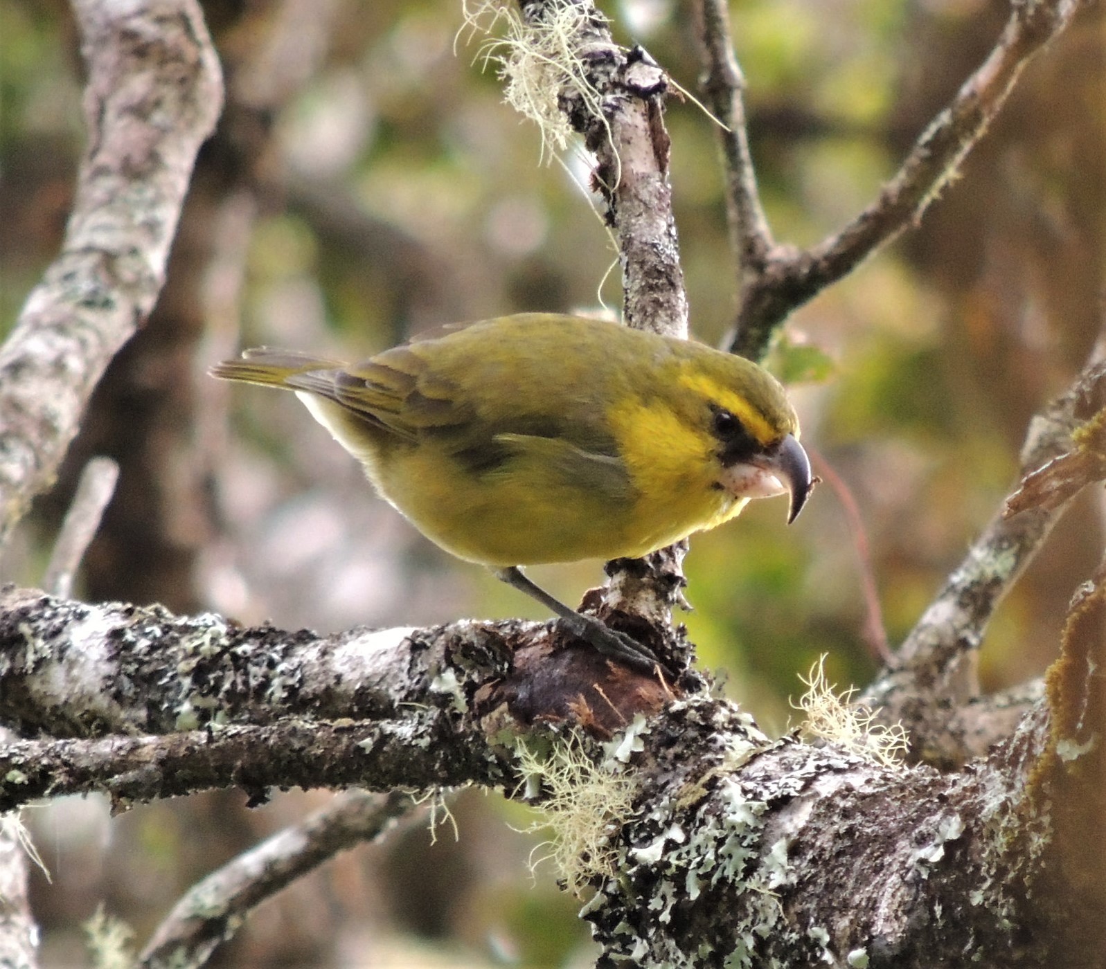 Maui Parrotbill illustration