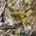 Maui Parrotbill - Photo (c) arakso, some rights reserved (CC BY-NC), uploaded by arakso