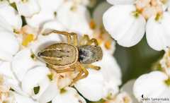 Heliophanus equester