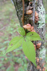 Dumontinia tuberosa