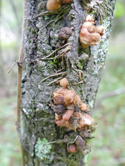 Dumontinia tuberosa
