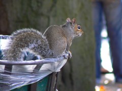 Sciurus carolinensis