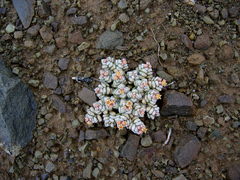 Crassula corallina