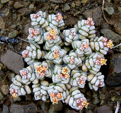 Crassula corallina